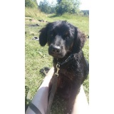 Собака - 09.JPG